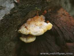 Attēlu rezultāti vaicājumam “Antrodiella serpula”