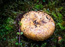 Attēlu rezultāti vaicājumam “Lactarius repraesentaneus”