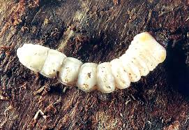 Attēlu rezultāti vaicājumam “Monochamus urussovi”