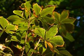 Attēlu rezultāti vaicājumam “Juglans mandshurica leaf”