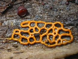 Attēlu rezultāti vaicājumam “Hemitrichia serpula macro”