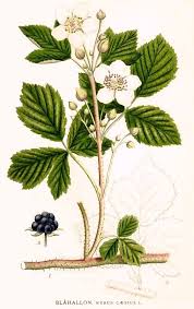 Attēlu rezultāti vaicājumam “Rubus caesius”