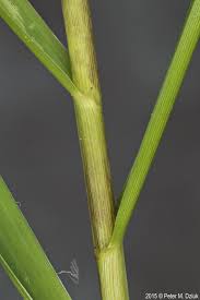 Attēlu rezultāti vaicājumam “Glyceria striata fruit”