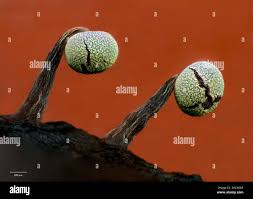 Attēlu rezultāti vaicājumam “Physarum ovisporum spores”