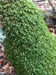 Attēlu rezultāti vaicājumam “Homalia trichomanoides”