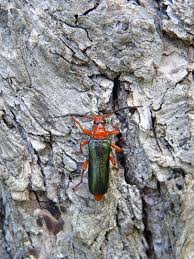 Attēlu rezultāti vaicājumam “Rhamnusium bicolor”