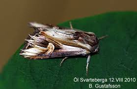 Attēlu rezultāti vaicājumam “Actinotia polyodon”