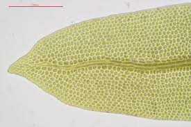 Attēlu rezultāti vaicājumam “Fissidens osmundoides”