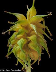 Attēlu rezultāti vaicājumam “Carex flava”