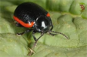 Attēlu rezultāti vaicājumam “Chrysolina sanguinolenta”