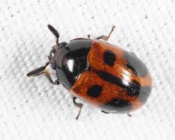 Attēlu rezultāti vaicājumam “Tenebrionidae”