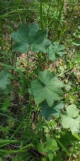 Attēlu rezultāti vaicājumam “Alchemilla subcrenata”