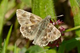 Attēlu rezultāti vaicājumam “Carcharodus floccifera upperside”