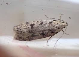 Attēlu rezultāti vaicājumam “Gelechia scotinella”