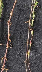 Attēlu rezultāti vaicājumam “Epilobium palustre fruit”