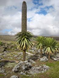 Image result for Lobelien