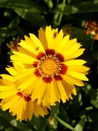 Image result for Coreopsis