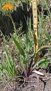 Image result for Agoseris major