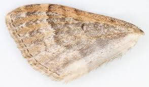 Attēlu rezultāti vaicājumam “Xanthorhoe ferrugata”