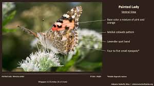 Attēlu rezultāti vaicājumam “Vanessa cardui underside”