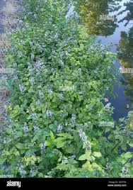 Attēlu rezultāti vaicājumam “Mentha x verticillata leaf”