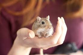 Image result for Gerbil