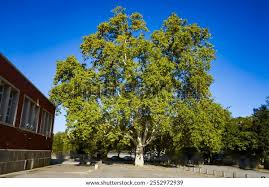 Attēlu rezultāti vaicājumam “Platanus x hispanica (syn. Platanus x acerifolia)”