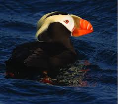 Image result for Fratercula cirrhata