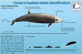 Image result for Ziphius cavirostris