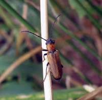 Attēlu rezultāti vaicājumam “Anogcodes melanurus”