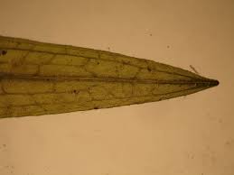 Attēlu rezultāti vaicājumam “Potamogeton gramineus”