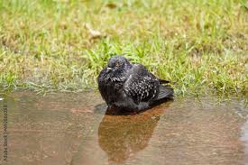 Attēlu rezultāti vaicājumam “Columba livia f. domestica”