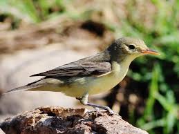 Attēlu rezultāti vaicājumam “Hippolais icterina”