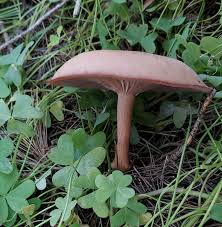 Attēlu rezultāti vaicājumam “Lepista sp.”