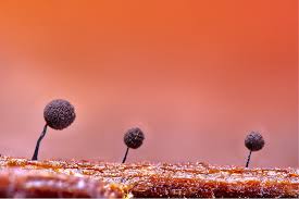 Attēlu rezultāti vaicājumam “Comatricha elegans var. microspora”