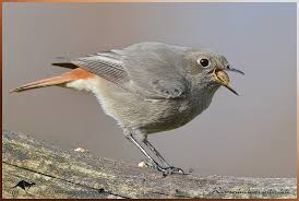 Attēlu rezultāti vaicājumam “Phoenicurus ochruros female”