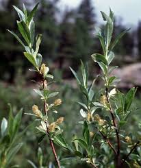 Attēlu rezultāti vaicājumam “Salix pentandra fruit”