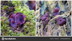 Attēlu rezultāti vaicājumam “Ascocoryne sarcoides”