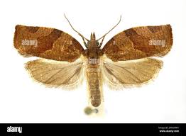 Attēlu rezultāti vaicājumam “Pandemis heparana”