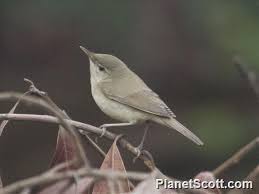 Attēlu rezultāti vaicājumam “Acrocephalus dumetorum”