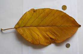 Attēlu rezultāti vaicājumam “Magnolia acuminata leaf”