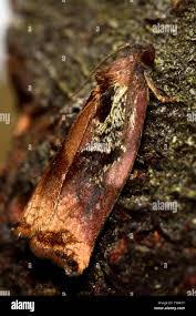 Attēlu rezultāti vaicājumam “Archips podana”