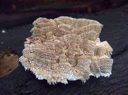 Attēlu rezultāti vaicājumam “Irpex lacteus”