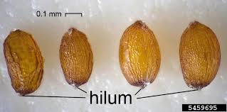 Attēlu rezultāti vaicājumam “Juncus bufonius bud”