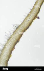 Attēlu rezultāti vaicājumam “Leptogium saturninum”