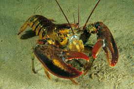 Image result for Homarus americanus