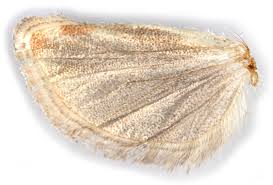 Attēlu rezultāti vaicājumam “Rhyacionia pinicolana”