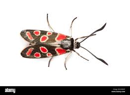 Attēlu rezultāti vaicājumam “Zygaena sp.”