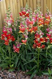 Image result for Antirrhinum majus maximum