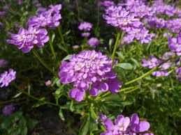 Image result for Iberis umbellata